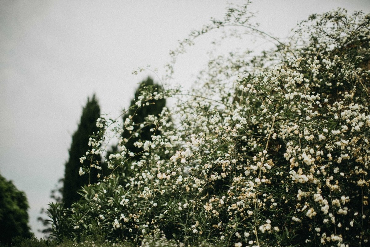 White flowering branches fill the garden against a cloudy sky. Photograph by documentary wedding photographer Joshua Mikhaiel.