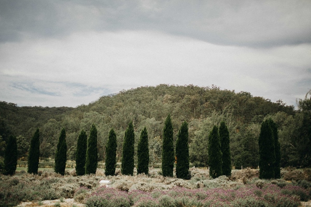 A row of cypress trees borders the garden lawn. Photograph by documentary wedding photographer Joshua Mikhaiel.