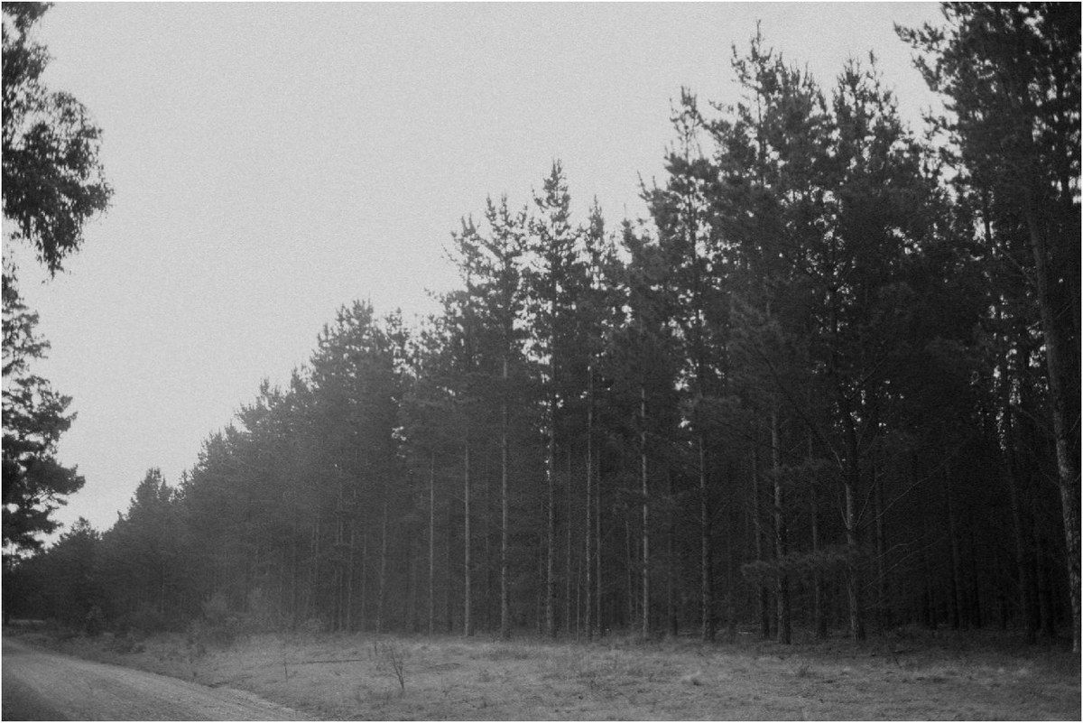 Misty tree-lined lane in the Southern Highlands — Joshua Mikhaiel, documentary wedding photographer A quiet tree-lined lane disappears into the mist. Photograph by documentary wedding photographer Joshua Mikhaiel.