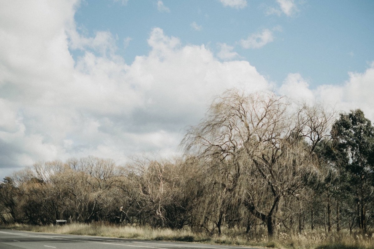 Leafless trees stand along a grassy riverbank beneath a bright sky, photographed by documentary wedding photographer Joshua Mikhaiel.